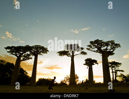 Morondava, Madagaskar. 23. Dezember 2013. Lokale Dorfbewohner gehen Sie die Allee der Baobabs, 15km nördlich von Morondava, West-Madagaskar, 22. Dezember 2013. Entlang der Avenue De Baobabs eines der am meisten besuchten Ort in Madagaskar, Ramains 20 bis 25 Baobab Bäume etwa 30 Meter Höhe. © Li Jing/Xinhua/Alamy Live-Nachrichten Stockfoto