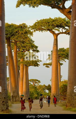 Morondava, Madagaskar. 23. Dezember 2013. Lokale Dorfbewohner gehen Sie die Allee der Baobabs, 15km nördlich von Morondava, West-Madagaskar, 22. Dezember 2013. Entlang der Avenue De Baobabs eines der am meisten besuchten Ort in Madagaskar, Ramains 20 bis 25 Baobab Bäume etwa 30 Meter Höhe. © Li Jing/Xinhua/Alamy Live-Nachrichten Stockfoto