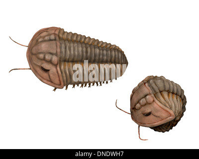 Calymene Blumenbachii, ein Trilobit aus der englischen Silurian Periode. Stockfoto