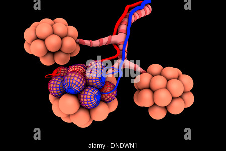 Lunge Lungenbläschen oder alveolus Anatomie Diagramm als medizinisches ...