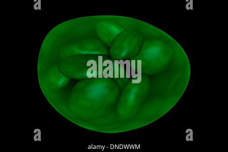 Konzeptbild von Chloroplasten. Stockfoto