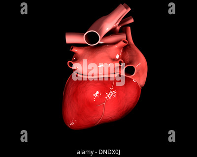 Konzeptbild des menschlichen Herzens. Stockfoto