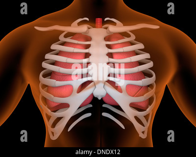 Konzeptbild der menschlichen Lunge und Brustkorb. Stockfoto