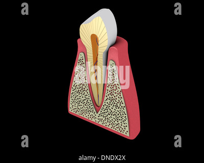 Konzeptbild von menschlichen Zahn. Stockfoto