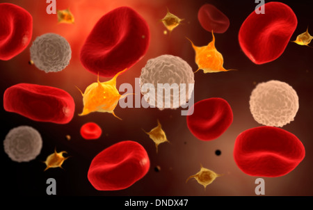 Konzeptbild von Blutplättchen mit weißen Blutkörperchen und rote Blutkörperchen. Stockfoto