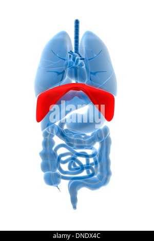 Röntgenbild der inneren Organe mit Membran rot hervorgehoben. Stockfoto
