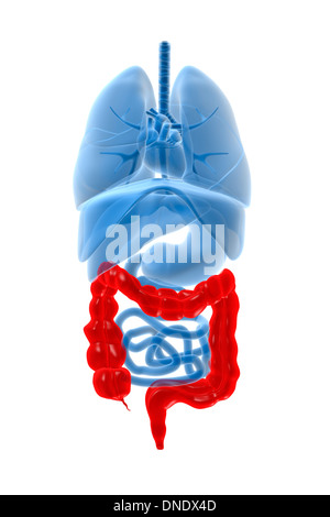 Röntgenbild der inneren Organe mit Dickdarm rot hervorgehoben. Stockfoto