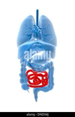 Röntgenbild der inneren Organe mit Dünndarm rot hervorgehoben. Stockfoto