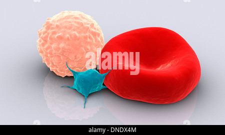 Konzeptbild von Thrombozyten, Erythrozyten und Leukozyten. Stockfoto