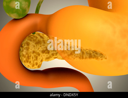 Konzeptbild der menschlichen Bauchspeicheldrüse und des Magens. Stockfoto