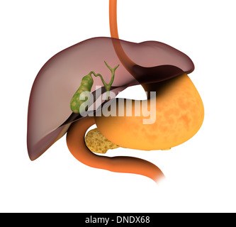 Konzeptbild des menschlichen Verdauungssystems zeigen, Gallenblase, Bauchspeicheldrüse, Magen und Leber. Stockfoto