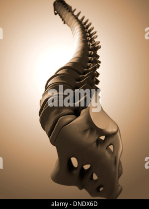 Konzeptbild von menschlichen Rückgrat. Stockfoto