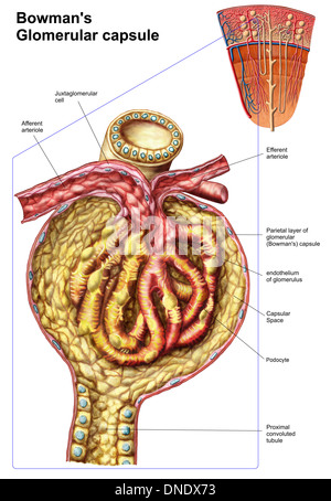 Anatomie der glomerulären Bowman-Kapsel. Stockfoto