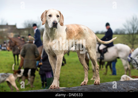 Hunde auf die Cotswold Steinwand bei einem Treffen der Beaufort-Jagd in Didmarton, Gloucestershire UK Dezember 2013 Stockfoto