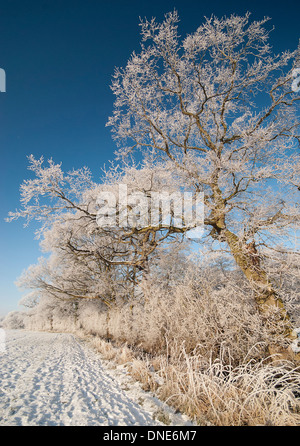 Bäume und Hecken in Hoar Frost, zerfurchte Gebiet schneebedeckt, vor blauem Himmel bedeckt. Stockfoto