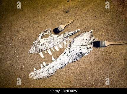 Albertosaurus Schädel am Milk River Interpretive Centre, Alberta, Kanada. Stockfoto