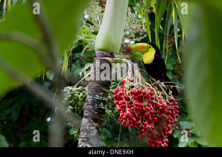 Der nationale Vogel von Belize, thront Kiel abgerechnet Tukan auf einer Palme Stockfoto