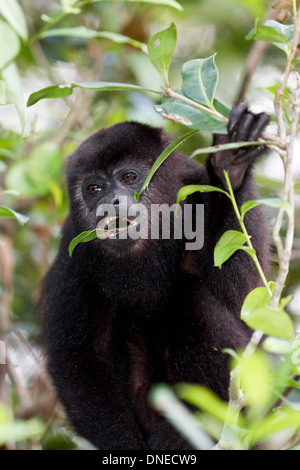 Brüllaffen in der Regen Wald von Belize Stockfoto