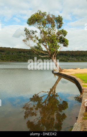 Lysterfield See Reflexionen, in der Nähe von Melbourne, Victoria, Australia Stockfoto