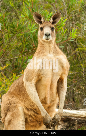 Östlichen Grey Kangaroo am Lysterfield-See-Park in der Nähe von Melbourne, Victoria Stockfoto