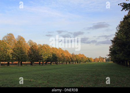 Lime Tree Avenue Bushy Park Herbst in London England UK Stockfoto