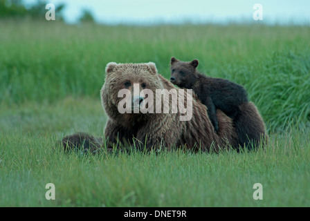 Brauner Bär Mutter mit Jungtier auf Rücken, Ukak Bay, Katmai NP, Alaska Stockfoto