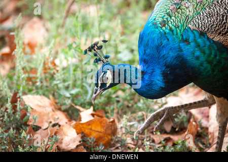 Murviel-Lès-Béziers, Languedoc-Roussillon, Frankreich. Schöne Peacock Wandern in das Gelände und die Weinberge des Château Coujon. Stockfoto