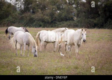 Camargue im Rhone-Delta, in der Nähe von Arles, Frankreich. Berühmt für seine Camargue-Pferde (Camarguais). Stockfoto