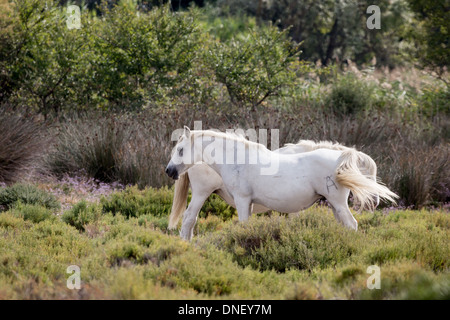 Camargue im Rhone-Delta, in der Nähe von Arles, Frankreich. Berühmt für seine Camargue-Pferde (Camarguais). Stockfoto