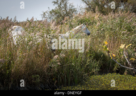 Camargue im Rhone-Delta, in der Nähe von Arles, Frankreich. Berühmt für seine Camargue-Pferde (Camarguais). Stockfoto