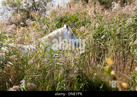 Camargue im Rhone-Delta, in der Nähe von Arles, Frankreich. Berühmt für seine Camargue-Pferde (Camarguais). Stockfoto