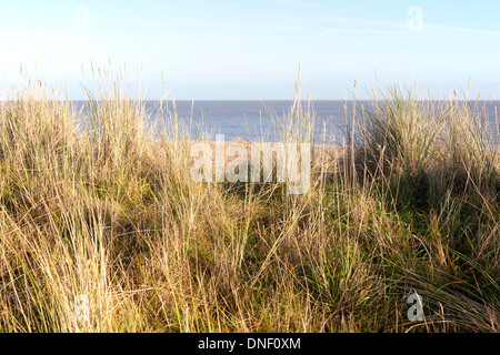 Dünengebieten Grass wachsen in Sanddünen am Strand von Sizewell, Leiston, Suffolk, England Stockfoto