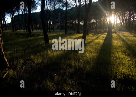 Kiefernwald im Nationalpark Donana, Provinz Huelva, Andalusien, Spanien Stockfoto