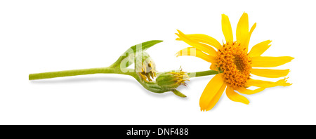 Arnika Montana Blume auf weißem Hintergrund Stockfoto