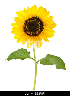 Sonnenblume isoliert auf weißem Hintergrund Stockfoto