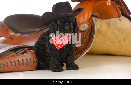 Land-Hund - american Cocker Spaniel Welpen sitzen neben einem Westernsattel Stockfoto