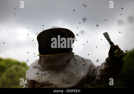 Bienen Summen um ein Puremiel, ein Honig-Unternehmen, das produziert Bio rohen-Honig, im Naturpark Los Alcornocales-Imker Stockfoto