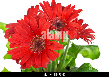 Rote Gerbera Daisy Blume Stockfoto