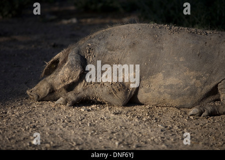 Eine spanische iberischen Schwein, die Quelle der Iberico Schinken Pata Negra genannt schläft in einem Schweinestall in Prado del Rey, Cádiz, Andalusien, Spanien Stockfoto