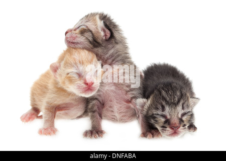 Niedliche neugeborenes Kätzchen auf weißem Hintergrund Stockfoto