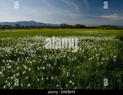 ein Blick auf Wiese mit Narzisse Blumen im Frühjahr Stockfoto