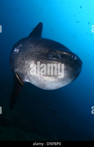 Mondfisch (Mola Mola) ist eine seltene und enorme Fisch in unseren Meeren und Ozeanen Stockfoto