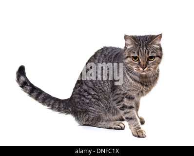 Europäische Katze auf weißem Hintergrund Stockfoto