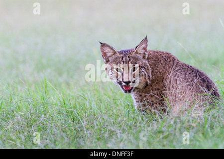 Bobcat, Lynx rufus, auf einer Ranch in der Nähe von Laredo, Texas. Stockfoto