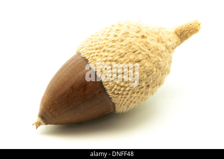 Eicheln auf weißem Hintergrund Stockfoto