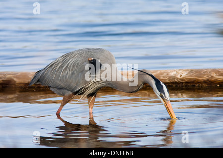 Great Blue Heron Ardea Herodias in der Zucht Gefieder, Angeln im St. Andrews State Park Stockfoto