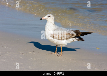 Hering Gull, Larus argentatus, im St. Mark's National Wildlife Refuge an Floridas Golfküste - dritte Wintermöwe? Stockfoto