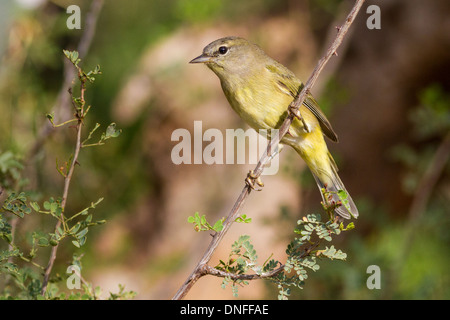 Der orangefarbene Waldsänger, Leiothlypis celata, thront auf einem Mesquite-Busch auf einer Ranch in Südtexas in der Nähe von Laredo, Texas. Stockfoto