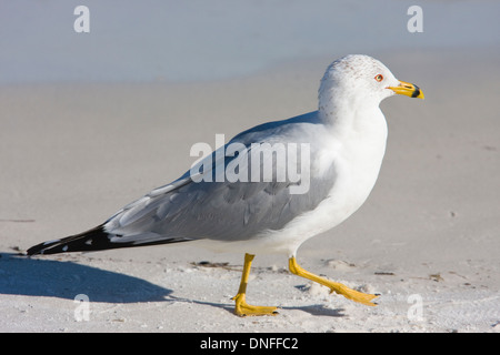 Ring-billed Gull, Larus delawarensis, am St. Mark's National Wildlife Refuge an Floridas Golfküste. Stockfoto