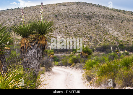 Riesige Dolch Yucca, Yucca Carnerosana, unterwegs durch Dolch Wohnungen, in Big Bend Nationalpark Stockfoto